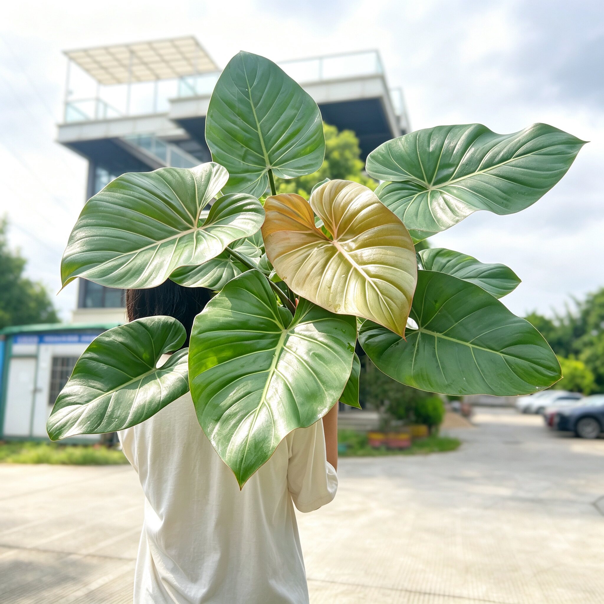 红叶明脉蔓绿绒高级感网红植物