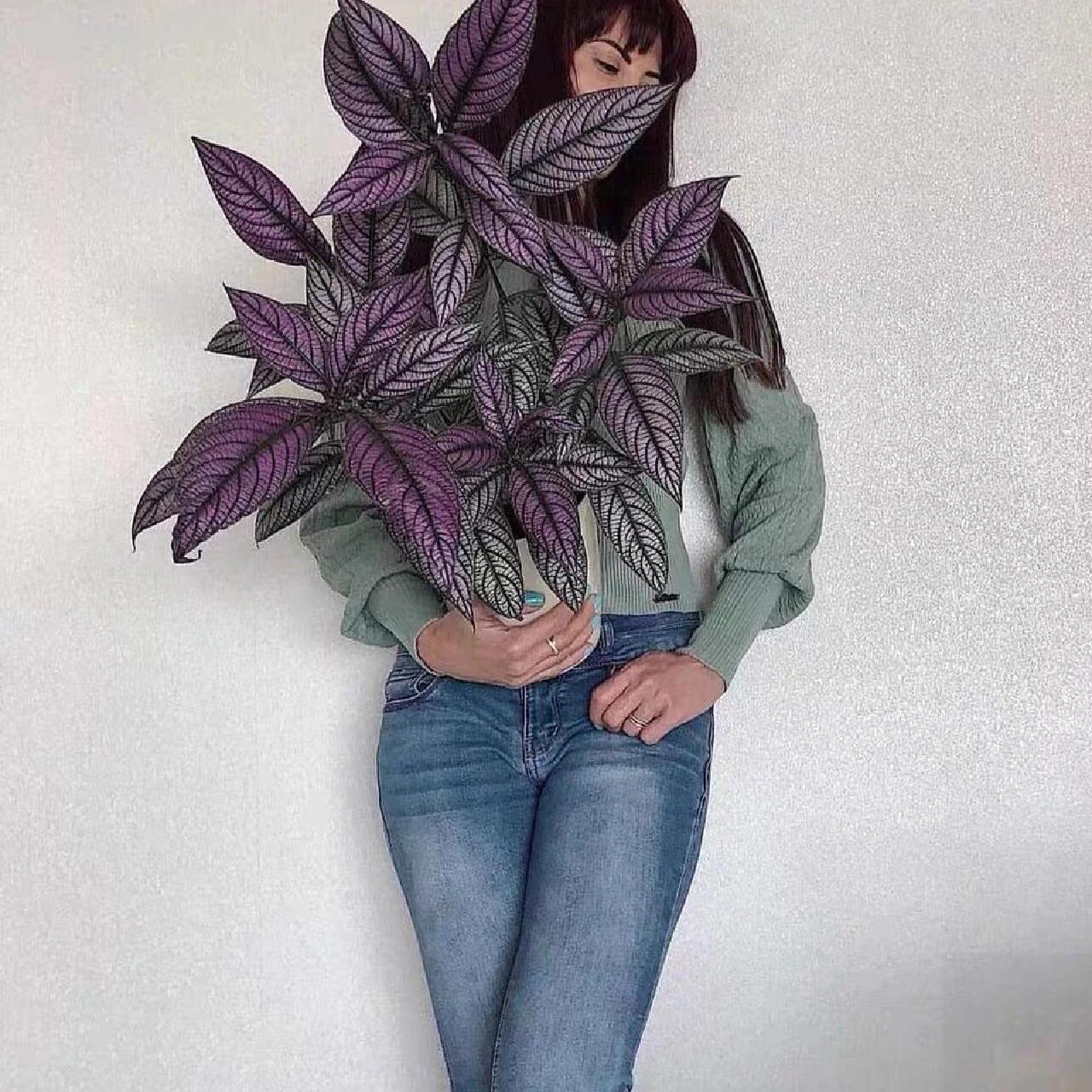 波斯红草室内盆栽好养耐阴