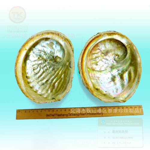 澳洲B黑边鲍鱼壳TAS-BLP-%未加工鲍鱼贝壳-菜式摆设_kTAS- BLP-AG
