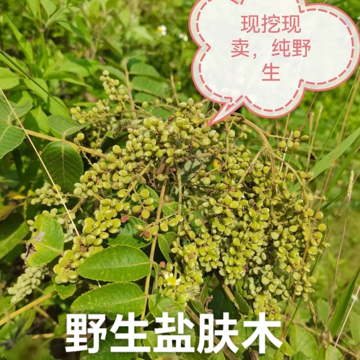 盐肤木根  五倍子根 盐酸木 盐泊霜树根盐刀柏根 枝叶 树干 树苗