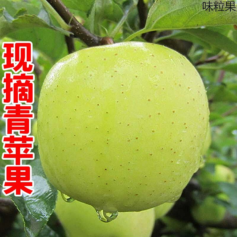 正宗山东金帅苹果新鲜青苹果现摘现发应季水果孕妇酸甜爽口老品种