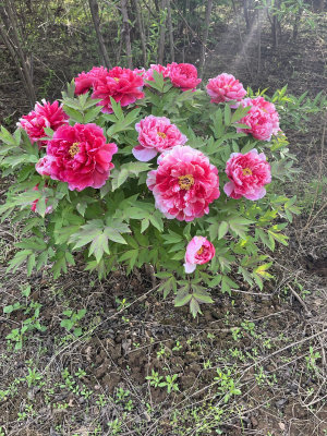 6年牡丹花苗 花竞 芙蓉 花游新七新日月黄冠岛锦正宗洛阳重瓣大花