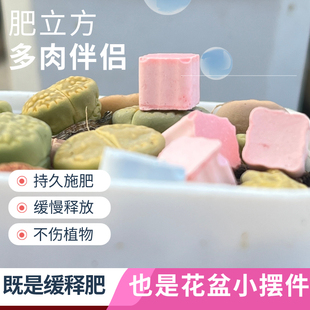 肥小方多肉植物固体肥料多肉营养肥多肉花盆小摆件