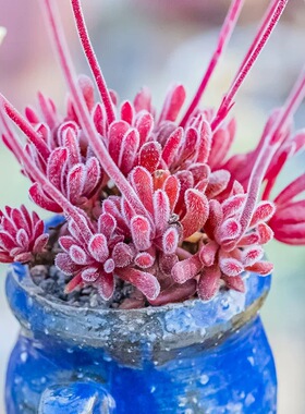 梦椿 Crassula pubescens 毛茸茸 大棚直销 多肉植物 青锁龙属