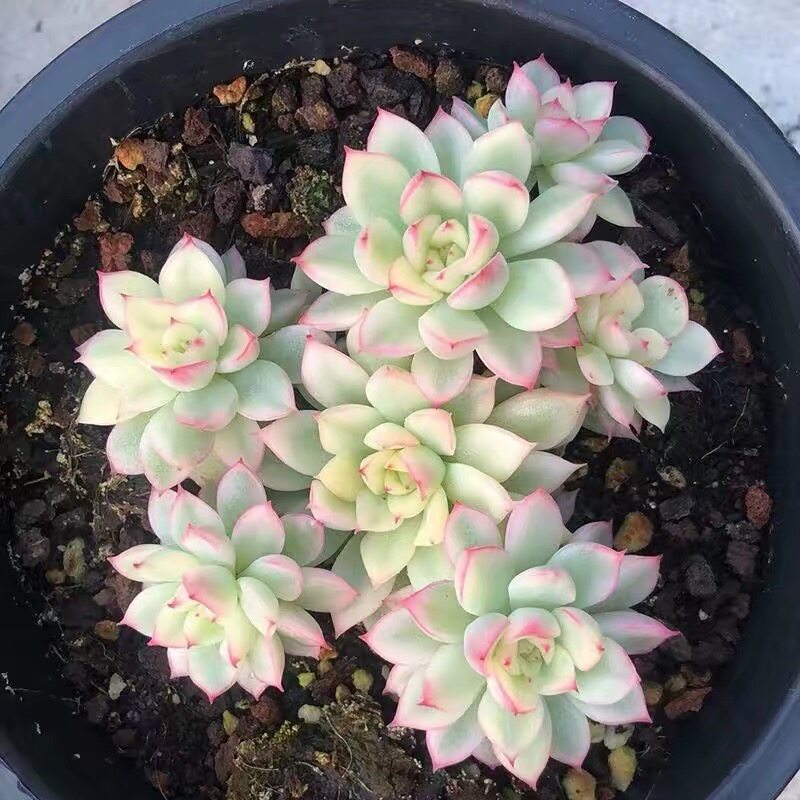 新上女雏锦自然锦一物一拍多肉植物阳台肉肉涵涵肉多多