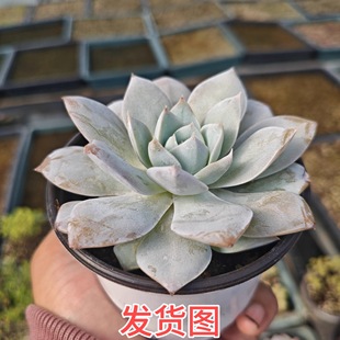 木樨甜心多肉植物一颗包邮新手好养活小盆栽花卉植物阳台室内