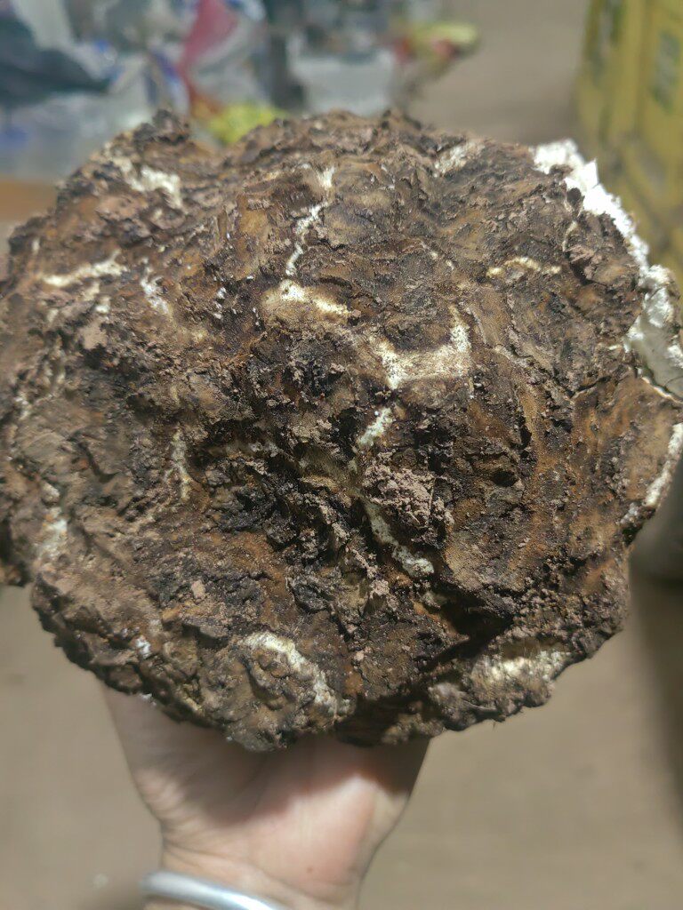 茯苓一等品特级生茯苓新鲜伏苓纯天然正宗特产云南