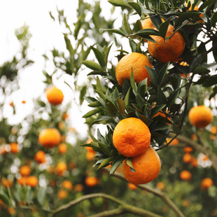 四川新鲜椪柑农家自种芦柑桔子应季水果现摘现发5斤10斤