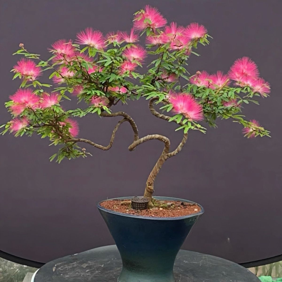 粉色合欢室内客厅庭院阳台花卉植物开花好养活