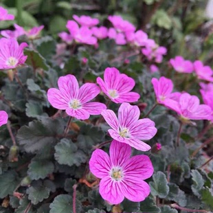 姬风露草盆栽耐寒耐热四季盆栽易养植物