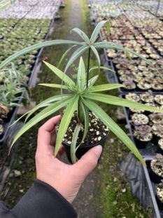 姬旱伞草带盆出适合室内外