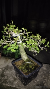 山里红老桩盆景 小叶山楂盆景 盆养多年