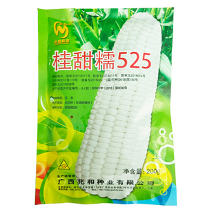 兆禾种业桂甜糯525水果型加甜糯杂交玉米种子国审棒大卖相好