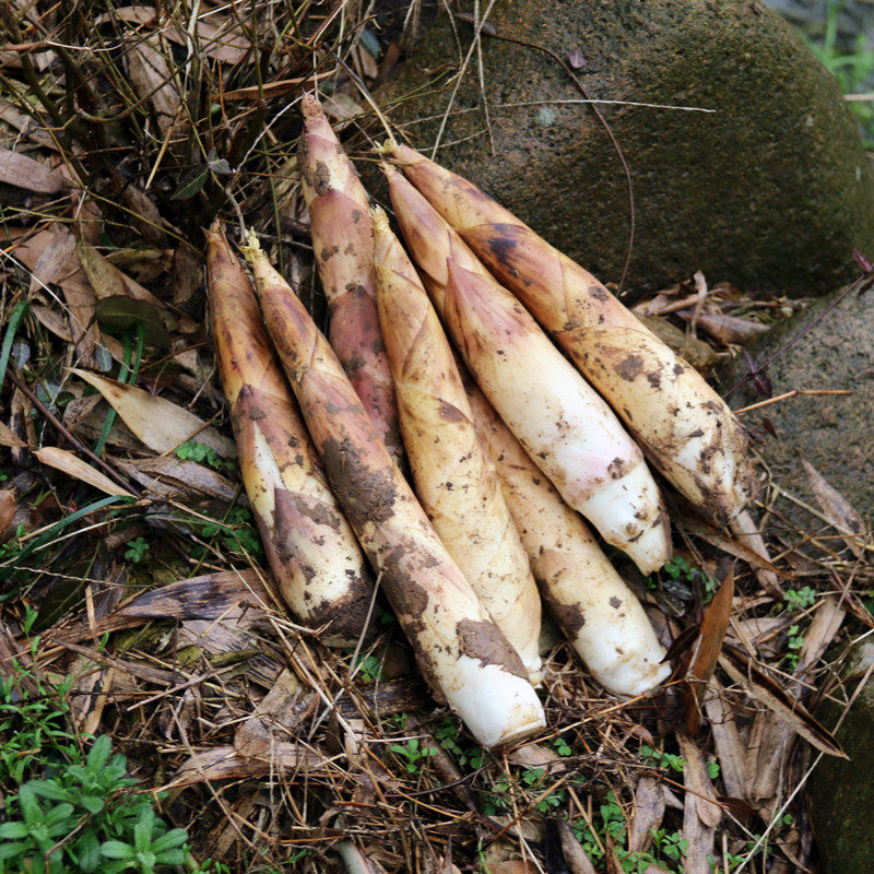 临安新鲜雷笋5斤春笋当天现挖坏果包赔小竹笋新鲜时令蔬菜,水产肉类/新鲜蔬果/熟食,竹笋,淘宝优惠券,粉丝福利购,淘宝优惠卷