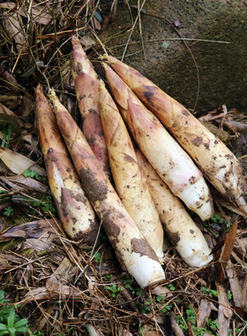 临安新鲜雷笋5斤春笋当天现挖坏果包赔小竹笋新鲜时令蔬菜