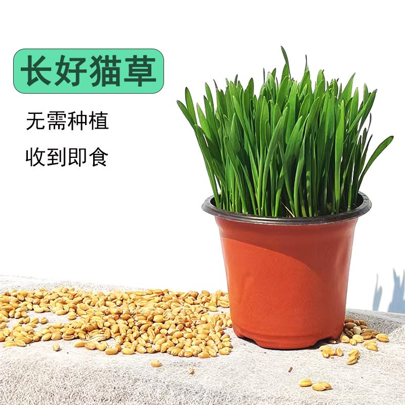 已经长好的猫草到货即食