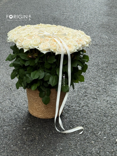 白荔枝玫瑰自然花篮花束北京同城鲜花速递七夕情人节女友