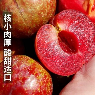 【三华李】正宗应季信宜钱排李子脆甜现摘红心李前排孕妇水果精品