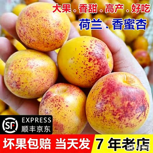 顺丰荷兰香蜜杏当季现摘大果