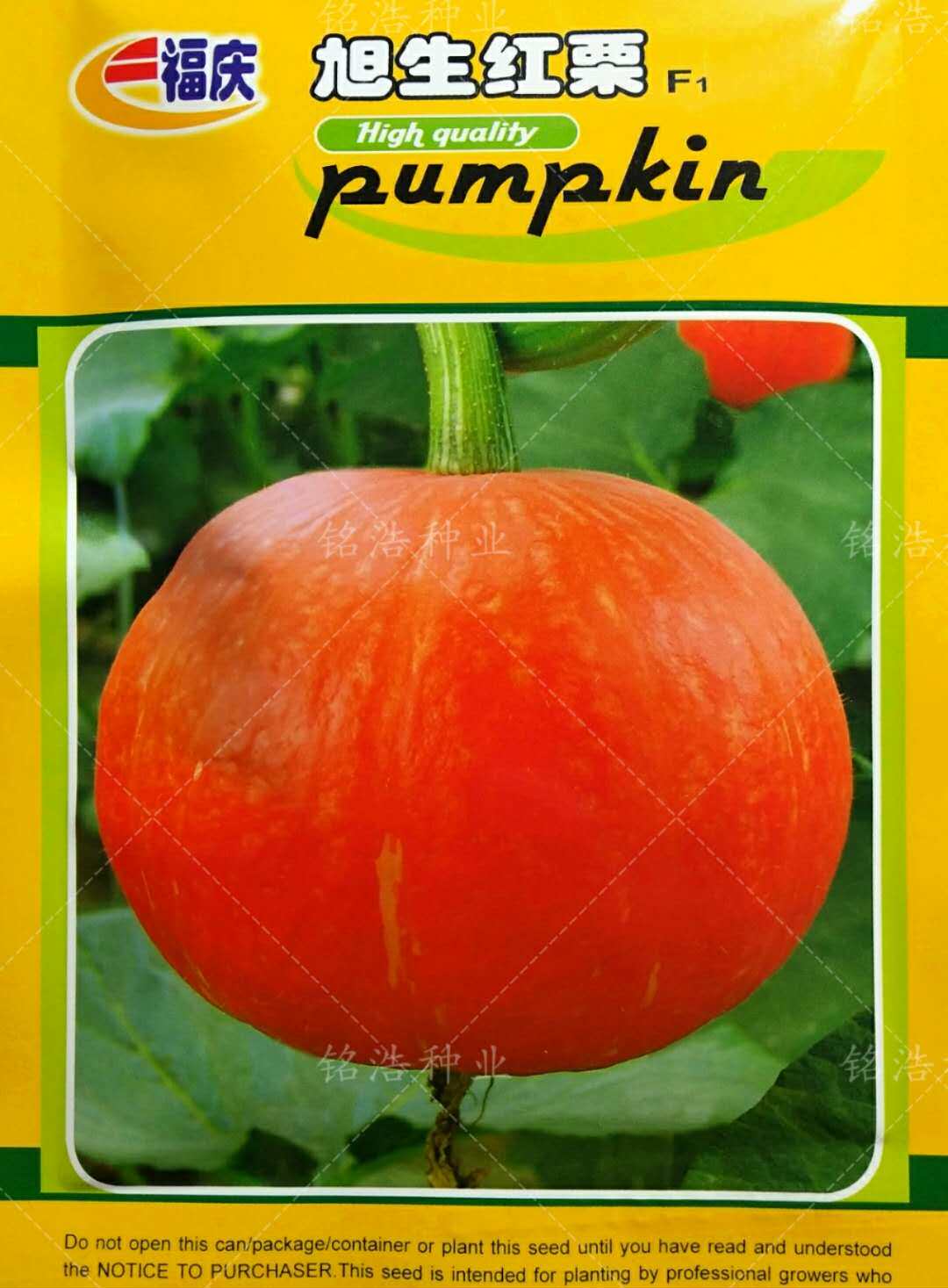 Asahi Precocious Pumpkin Seeds Red Earth Redskins Pumpkin Little Pumpkin Four seasons sow High yieldin the Agricultural goods , Seed/Seedlings , Vegetable Seeds  category - from Buy2taobao.com to provide professional Taobao agent buy service