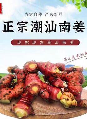 新鲜南姜潮汕调味品现挖现发3年以上老南姜生态种植产地直发