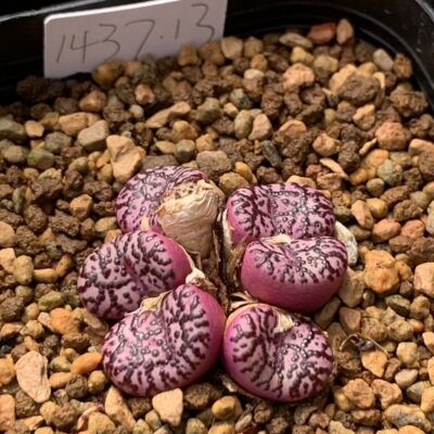 霓虹安贞（obcordellum  'picturatum' ）SB622