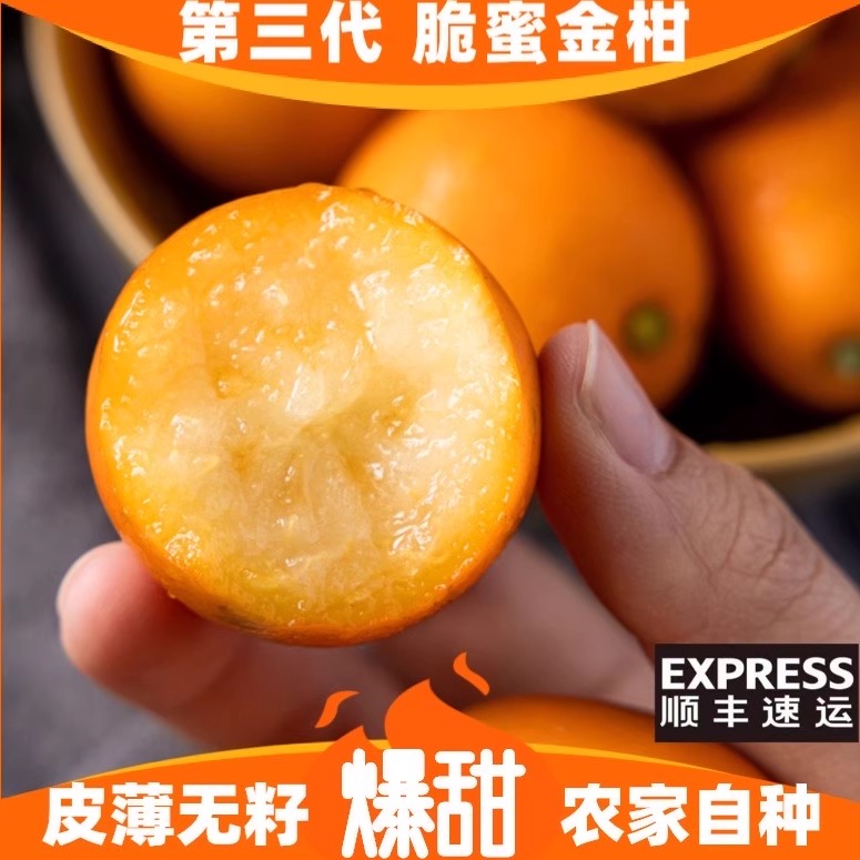 正宗脆蜜金柑第三代融安金桔