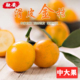 第2代融安滑皮金桔5斤中大果正宗特脆甜现摘现发新鲜水果现摘现发