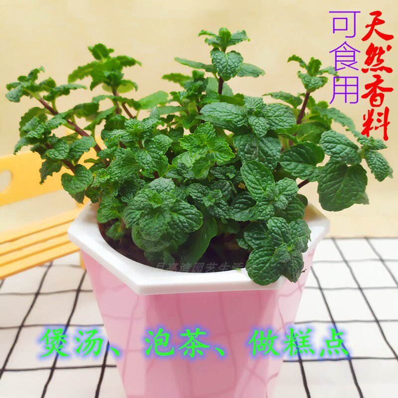 薄荷盆栽 可食用清香室内植物易香草植物