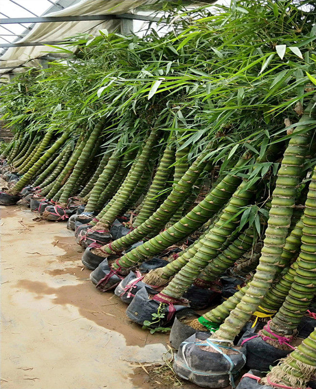 大型盆栽室内庭院植物罗汉竹佛肚桌面绿植