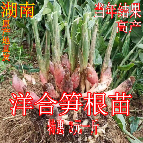 包邮新鲜洋河姜苗野生荷阳荷