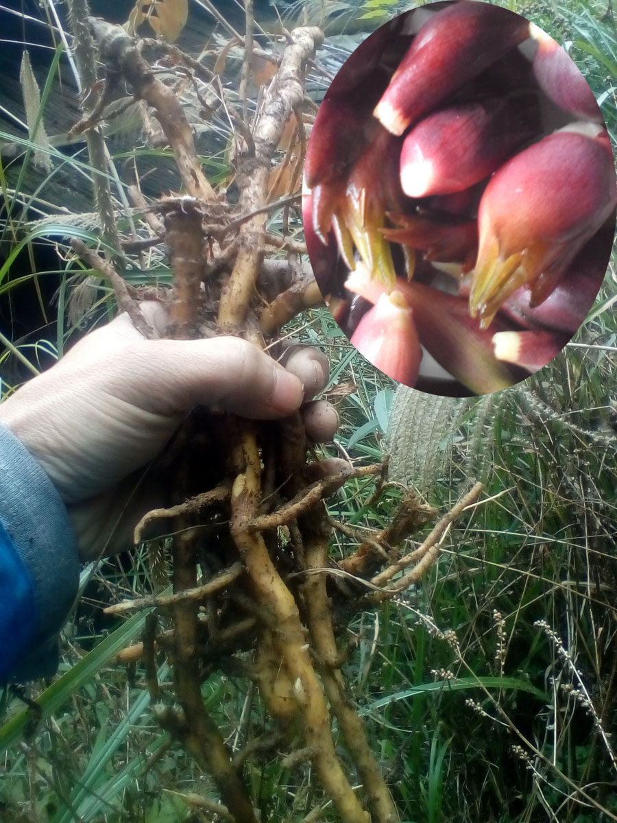包邮新鲜洋河姜苗 野生荷阳荷姜蘘荷洋火洋合笋 洋河 洋合根苗特