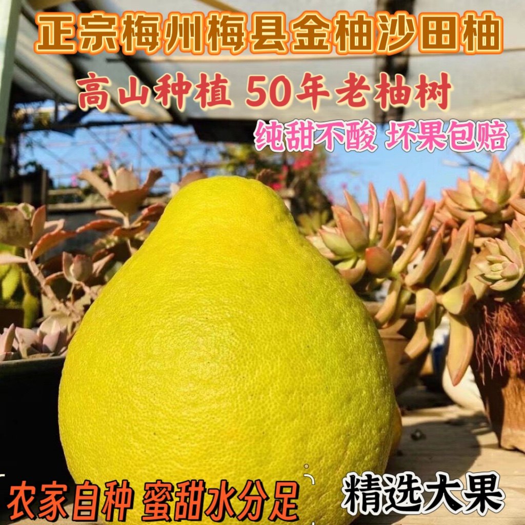 50斤纯甜沙田柚子正宗梅州白心白肉柚子当季新鲜孕妇水果红心,水产肉类/新鲜蔬果/熟食,柚子,淘宝优惠券,粉丝福利购,淘宝优惠卷