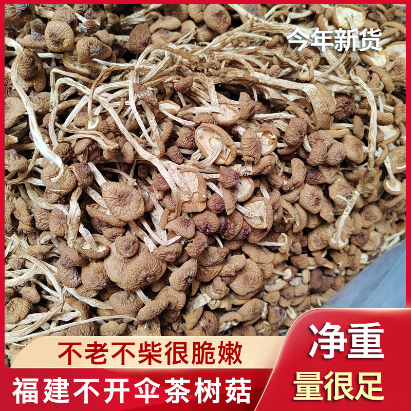 不老不柴鲜嫩福建古田茶树菇