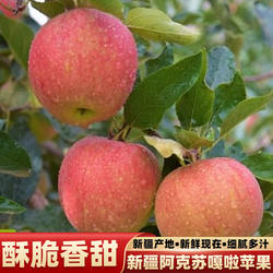新疆阿克苏苹果嘎啦小苹果新鲜水果脆粉两吃农家自种当季现摘现发