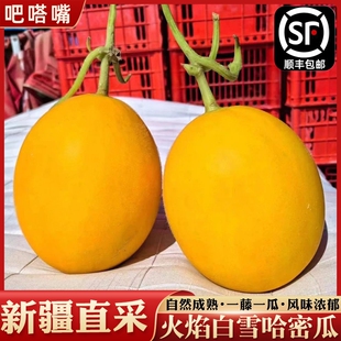 新疆哈密瓜吐鲁番火焰白雪密瓜当季新鲜水果现摘现发甜瓜香甜多汁