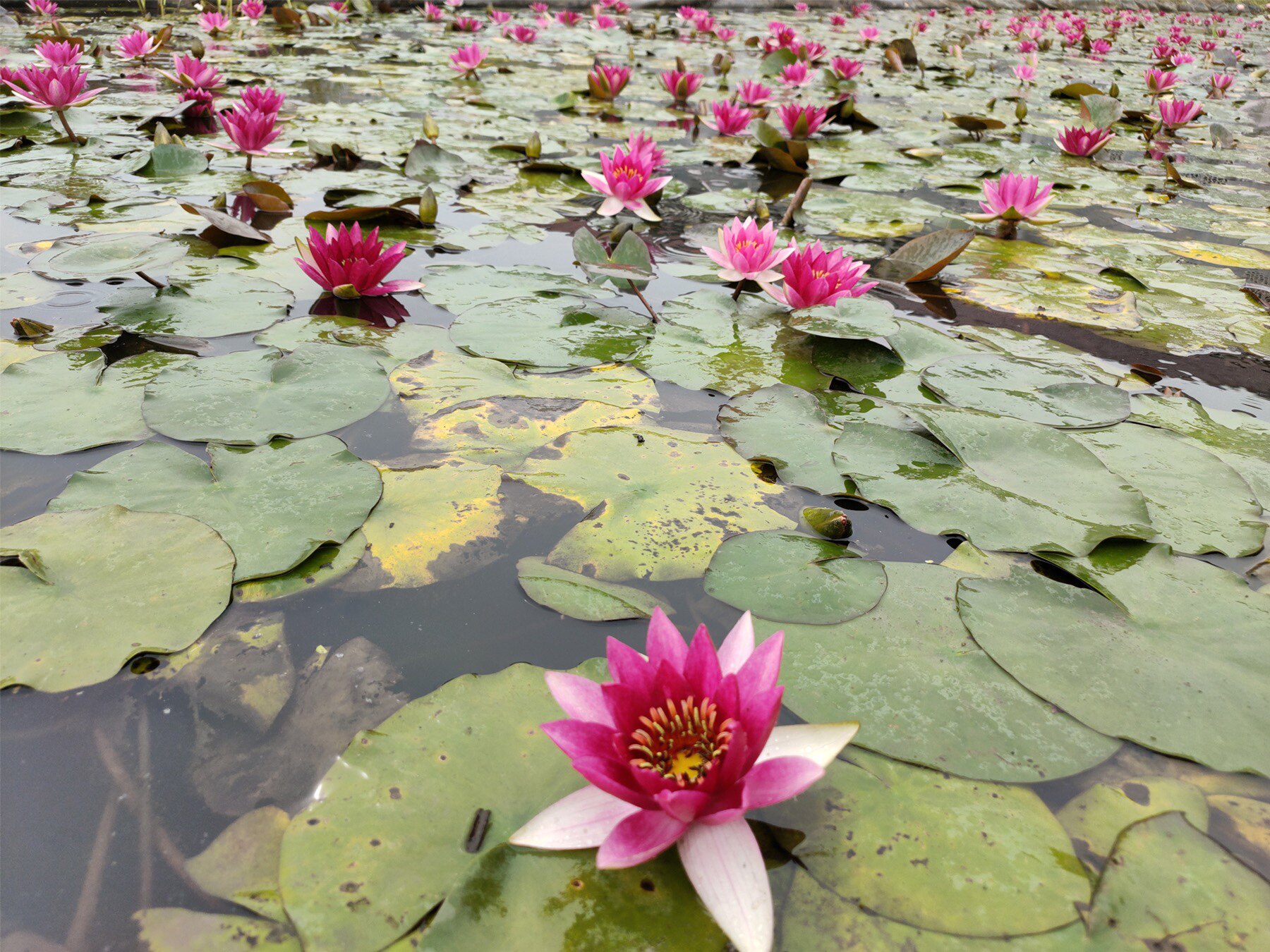 精致耐寒睡莲 紫珍妮 迷你带花发货种茎微型盆栽根块小型水生植物