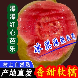 新鲜水果奶油潘蕃胭脂红巴乐果 红心芭乐番石榴当季 下单立减50