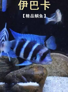 三湖慈鲷鱼热带观赏鱼