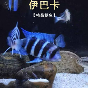 伊巴卡三湖慈鲷鱼热带鱼观赏鱼淡水鱼小型鱼宠物鱼
