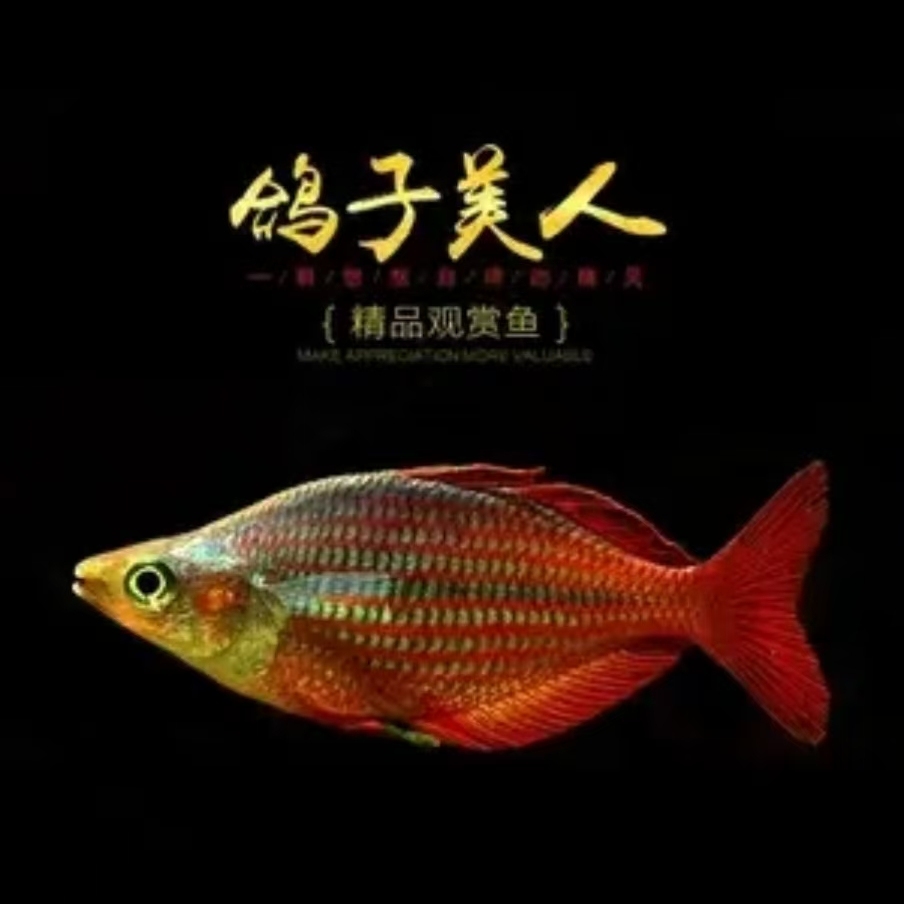 鸽子鱼热带观赏鱼红尾电光