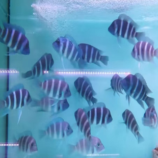 布隆迪伊巴卡六间鱼慈鲷鱼热带鱼观赏鱼淡水鱼小型鱼宠物鱼