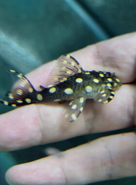 皇后雪球异型鱼，南美稀有异型鱼，高端工具鱼低栖鱼，可混养