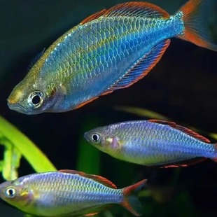 电光美人鱼热带观赏鱼新手鱼缸入门易养活淡水活体闯缸