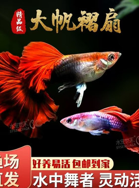 孔雀鱼纯种凤尾胎生怀孕母临产