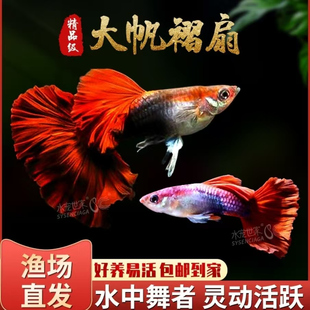 孔雀鱼纯种凤尾胎生怀孕母临产练手杂袍蓝草尾剑尾折扇尾