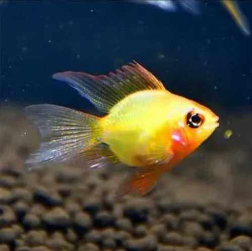 金波子阿凡达热带观赏鱼