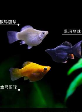 热带观赏鱼皮球鱼胎生鱼
