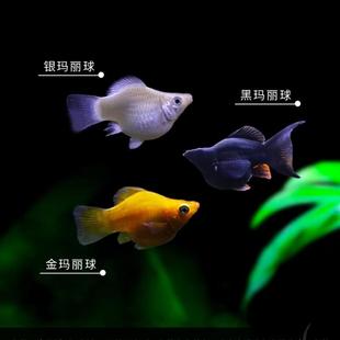热带观赏鱼皮球鱼玛丽球胎生鱼生小鱼除油膜活体宠物鱼小金鱼小型