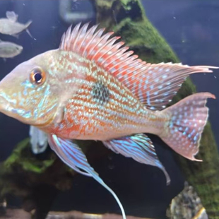 蓝宝石关刀鱼南美食土鲷蓝宝石观赏鱼元宝凤凰鱼红眼白子苗子